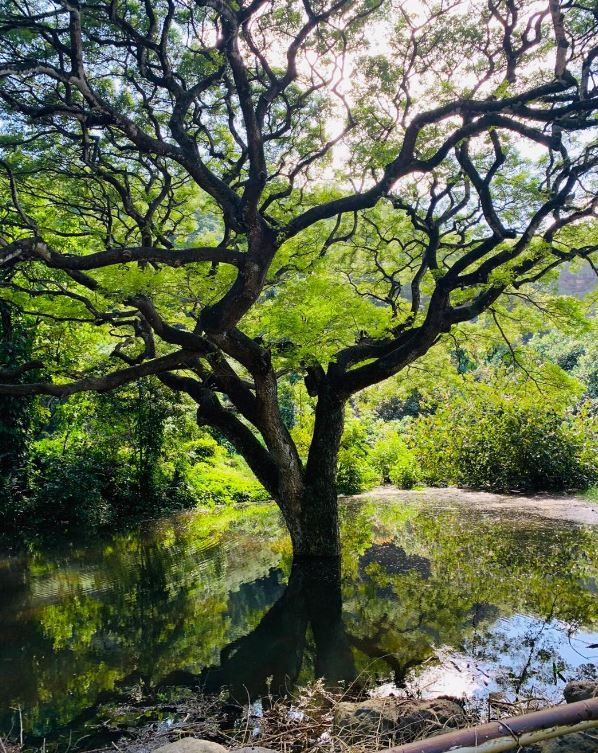 kauai's north shore