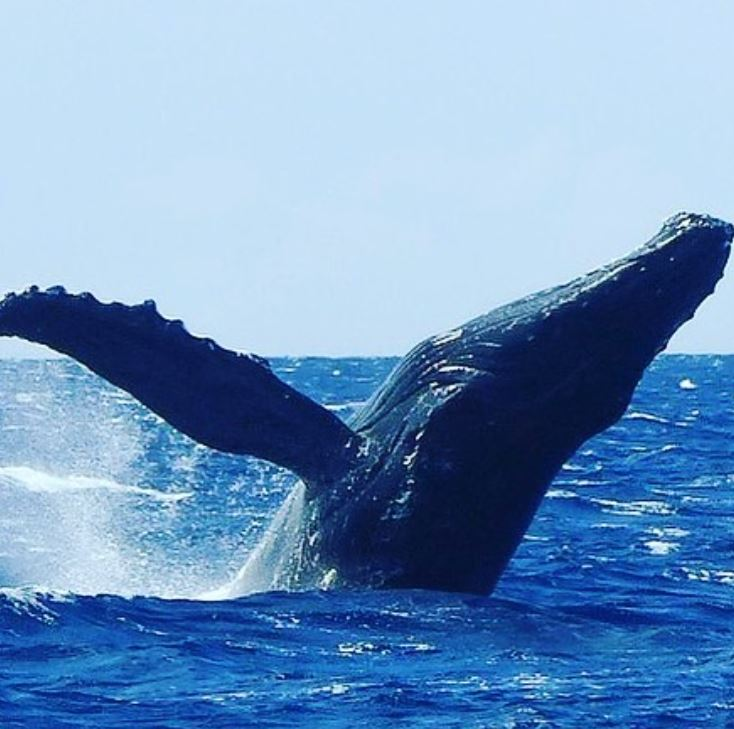 false killer whales and whale watching season