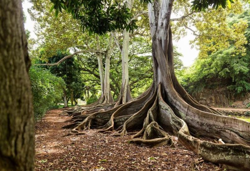 famous kauai tree tunnel