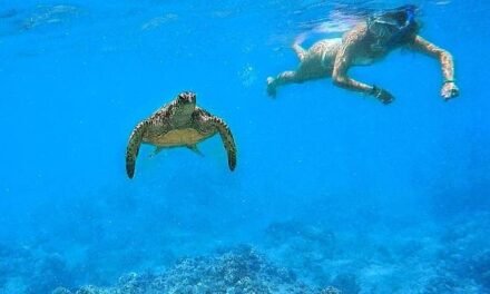 [2023 GUIDE] The 11 Best Snorkeling Spots in Oahu Hawaii