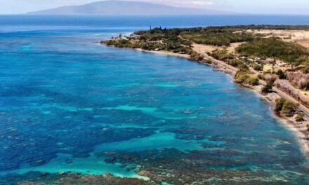[2023 GUIDE] 10 of the Best Snorkeling Spots in Maui | TrotterHop
