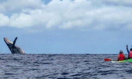 [2023 GUIDE] Best Time for Whale Watching in Maui
